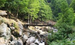 Balme Manutenzione Forestale Dopo